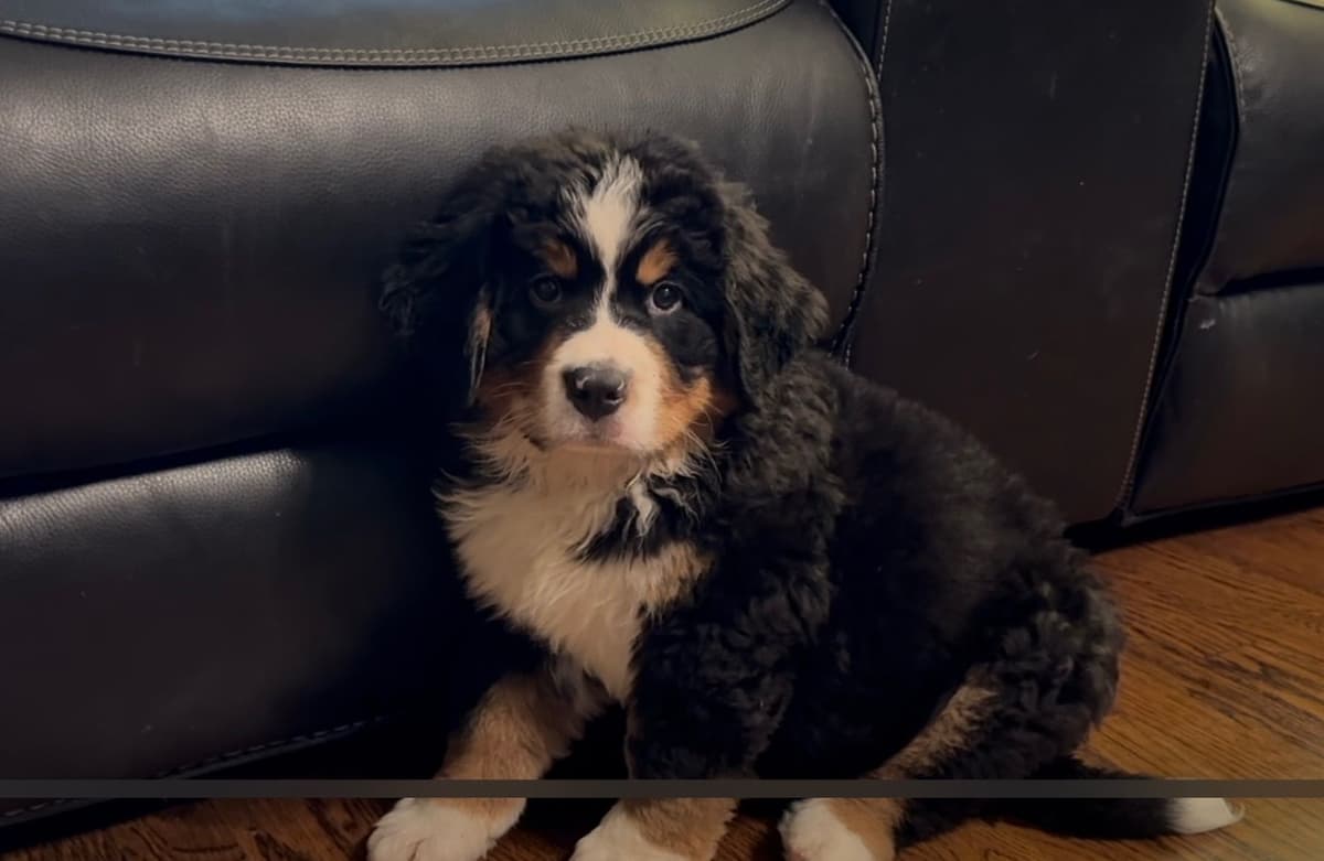 Bernese Mountain Dog Puppies breeder image 19