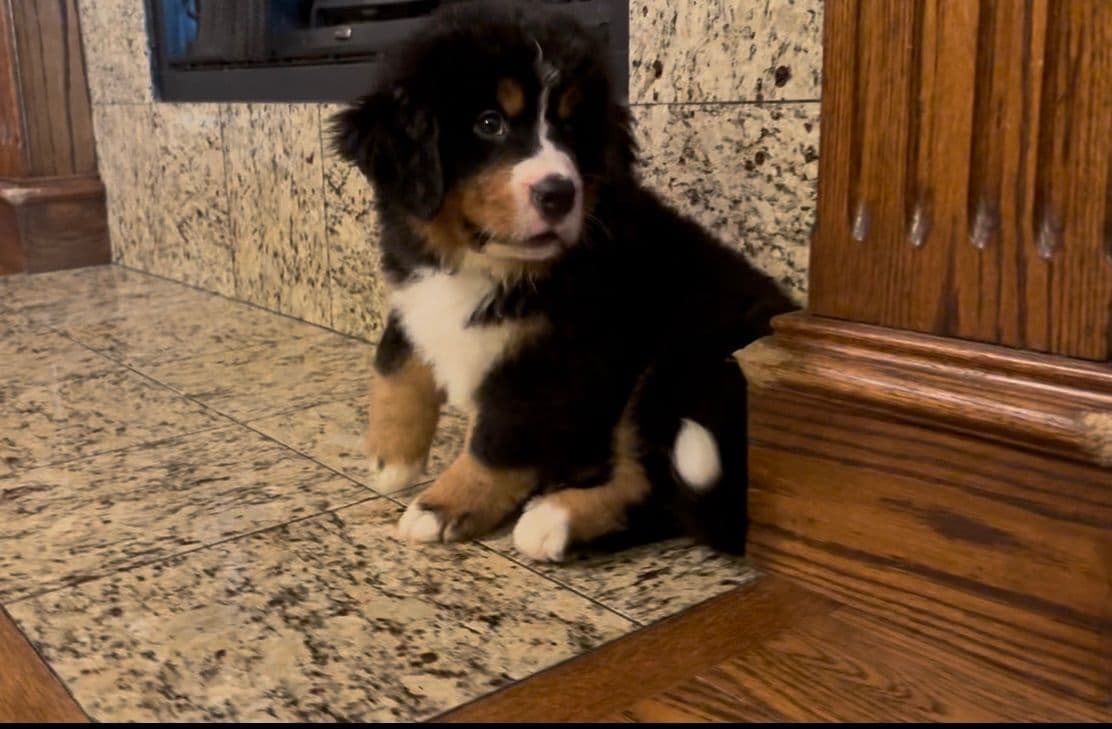 Bernese Mountain Dog Puppies breeder image 17