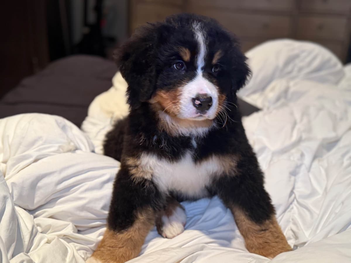 Bernese Mountain Dog Puppies breeder image 20