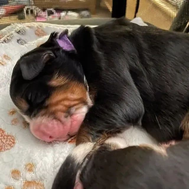 Bernese Mountain Dog Puppies breeder image 14