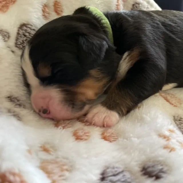Bernese Mountain Dog Puppies breeder image 13