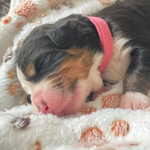 Bernese Mountain Dog Puppies breeder image 16
