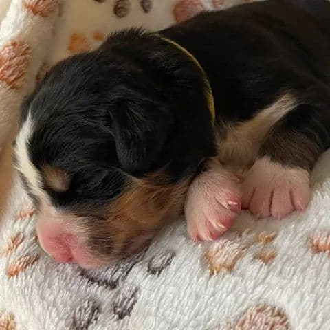 Bernese Mountain Dog Puppies media 2
