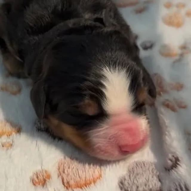 Bernese Mountain Dog Puppies media 5