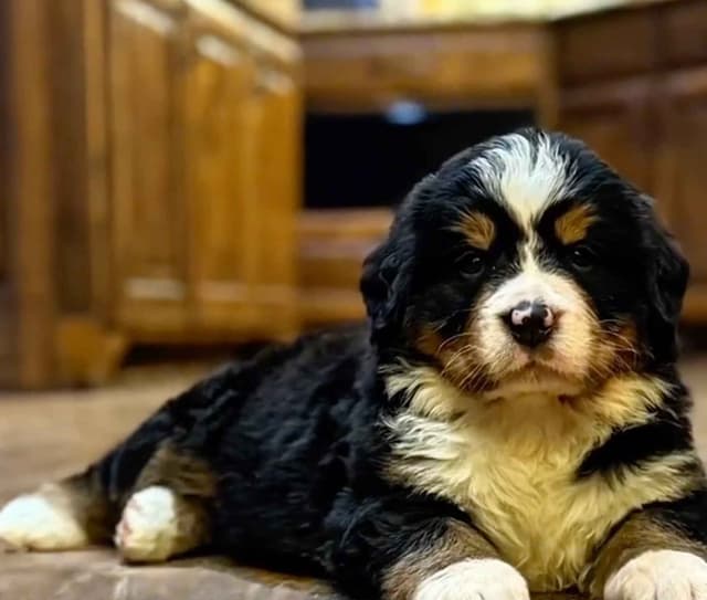 Bernese Mountain Dog Puppies media 6