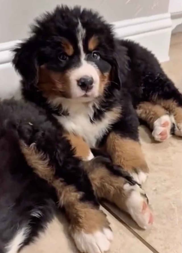 Bernese Mountain Dog Puppies media 7