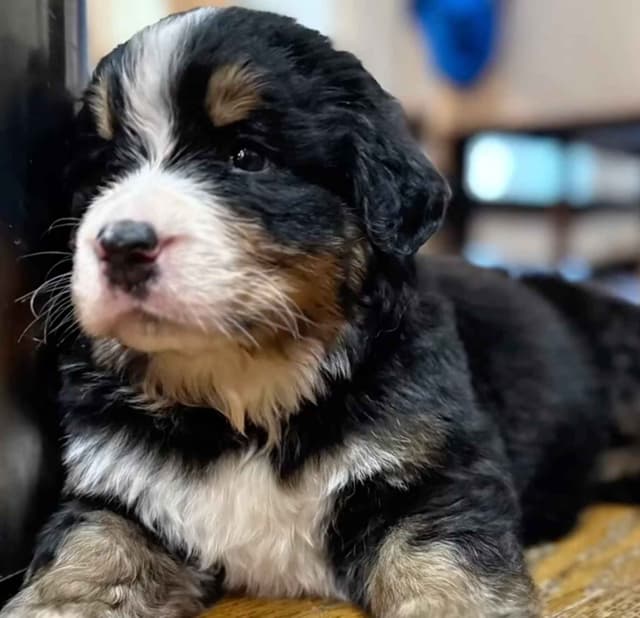 Bernese Mountain Dog Puppies media 8