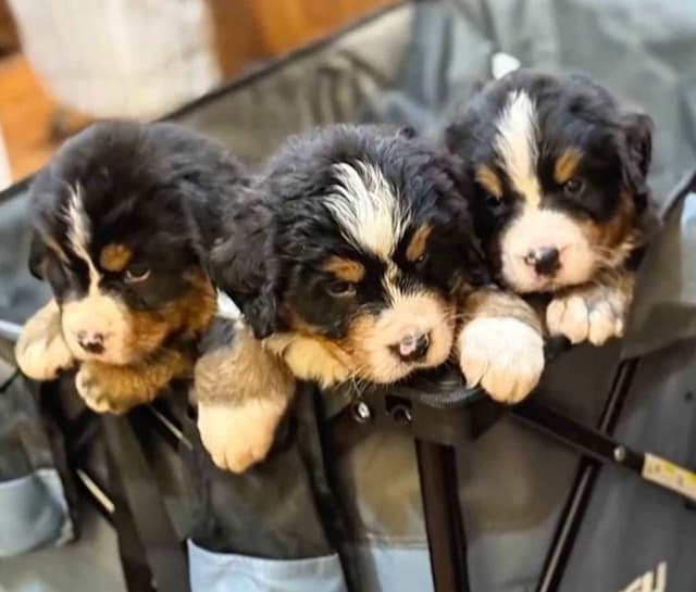 Bernese Mountain Dog Puppies media 9