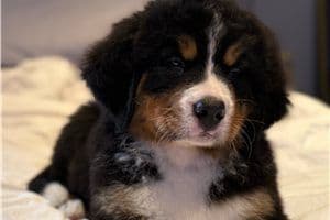 Bernese Mountain Dog Puppies media 11