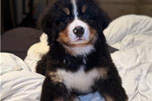 Bernese Mountain Dog Puppies media 12