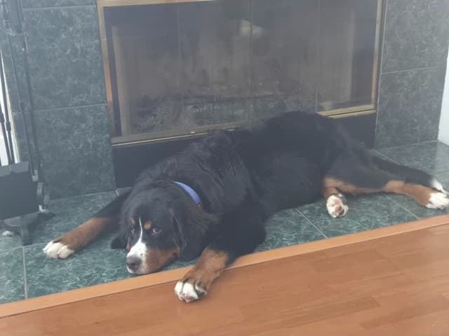 Bernese Mountain Dog Puppies media 13
