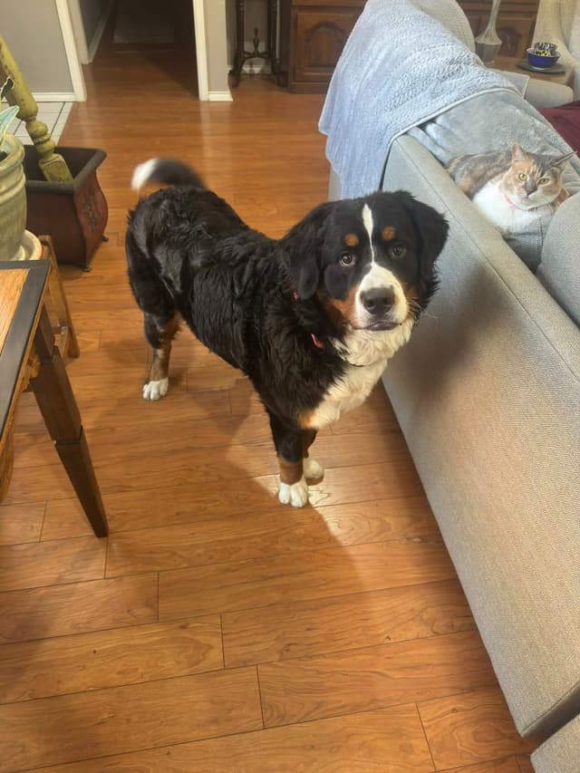 Bernese Mountain Dog Puppies media 14