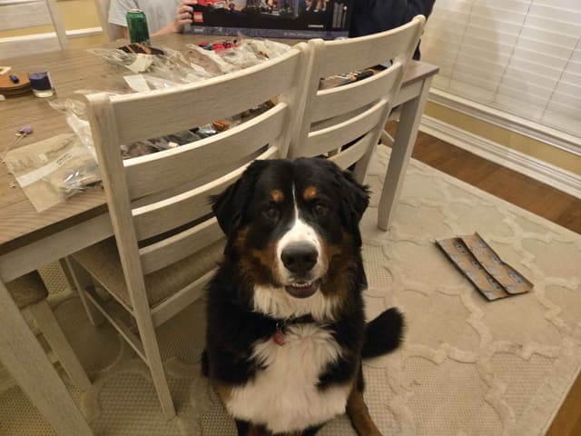 Bernese Mountain Dog Puppies media 16
