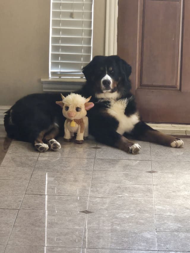 Bernese Mountain Dog Puppies media 17