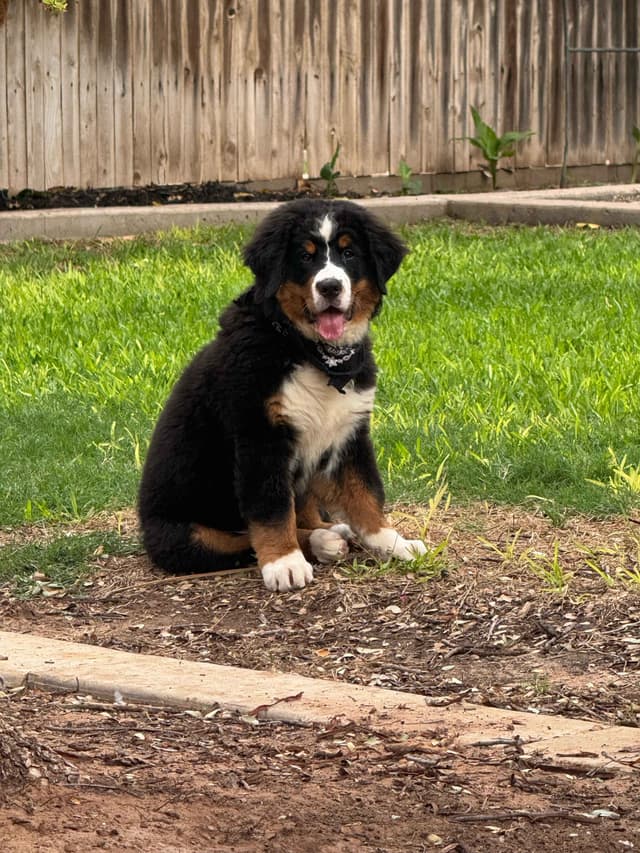 Bernese Mountain Dog Puppies media 18