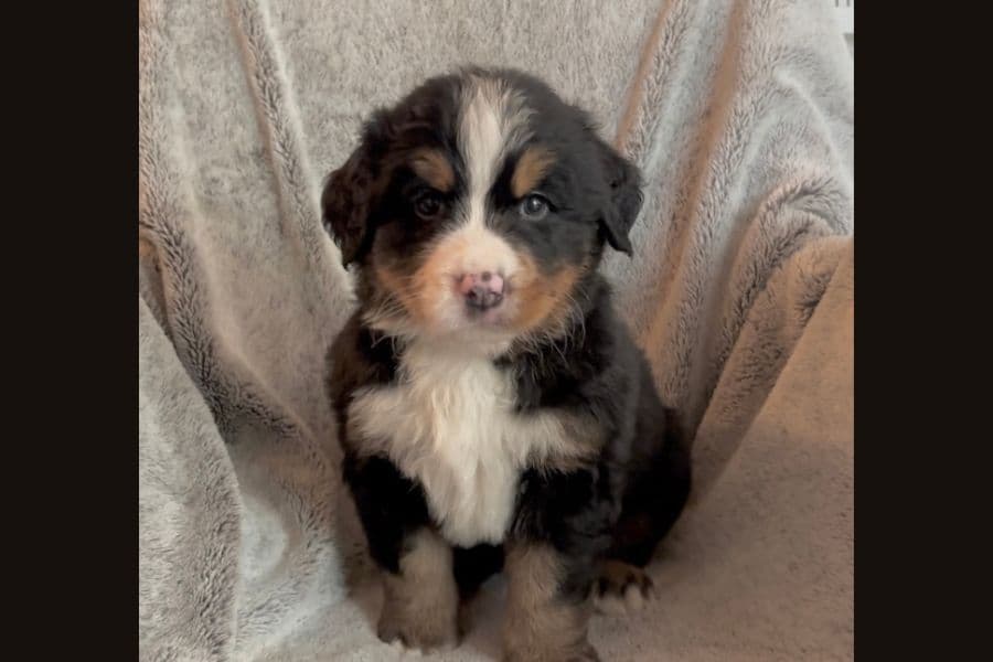 Bernese Mountain Dog Puppies breeder image 9