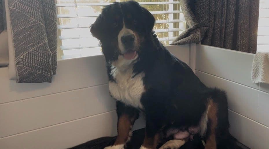 Bernese Mountain Dog Puppies breeder image 21