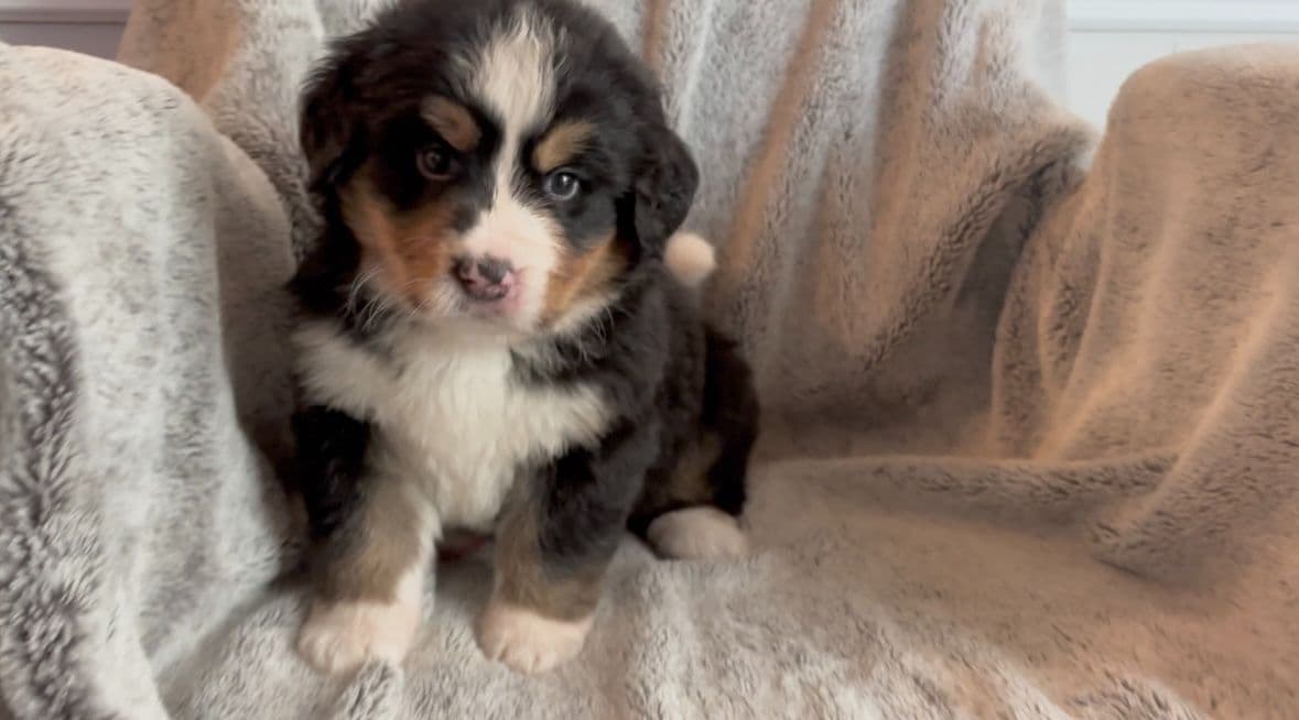 Bernese Mountain Dog Puppies breeder image 10
