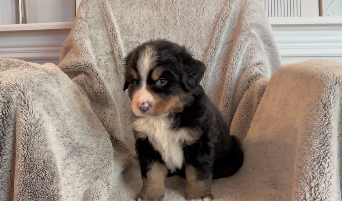 Bernese Mountain Dog Puppies breeder image 6