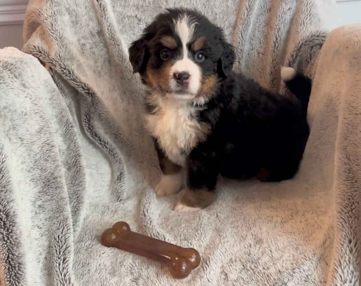 Bernese Mountain Dog Puppies breeder image 8