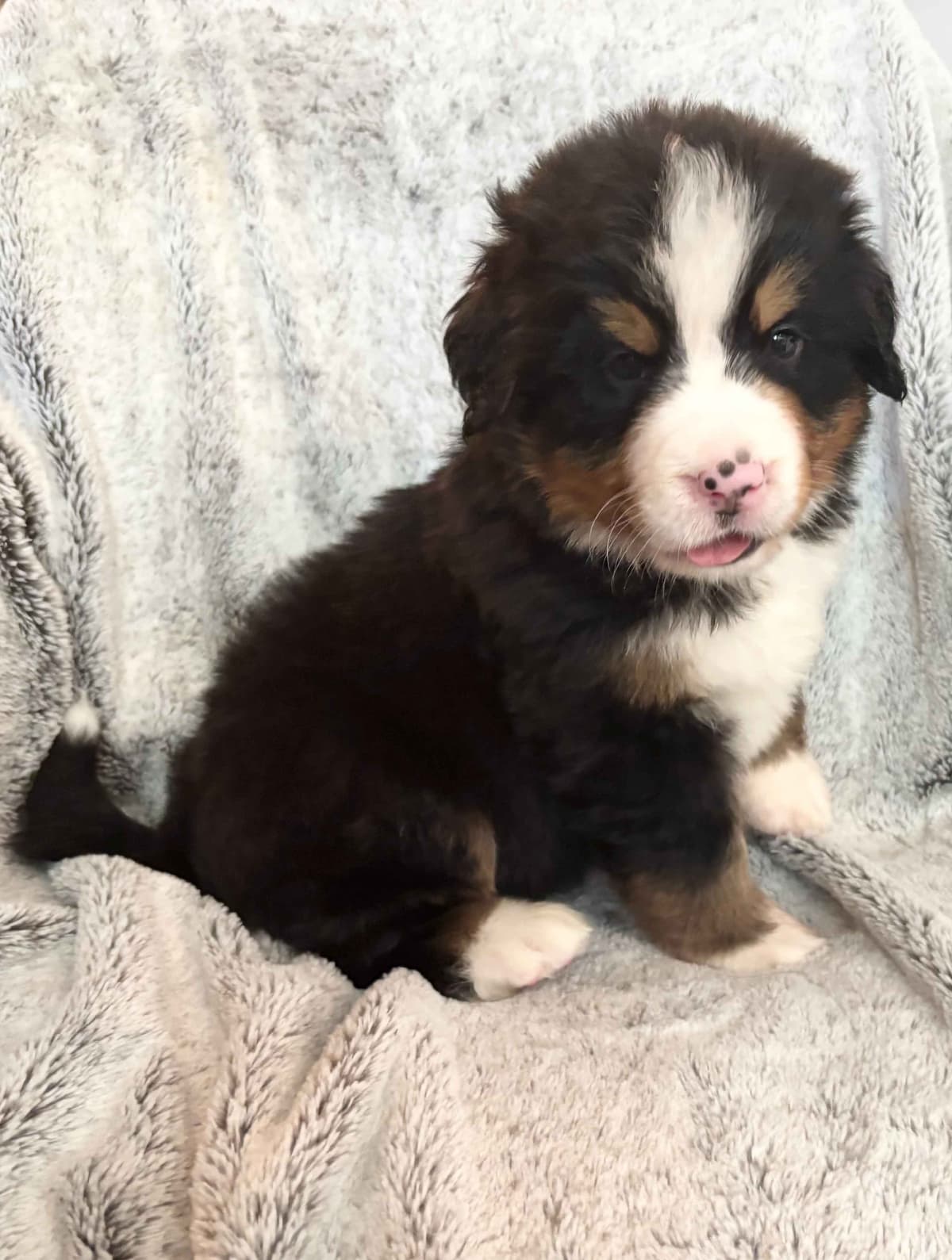 Bernese Mountain Dog Puppies breeder image 12