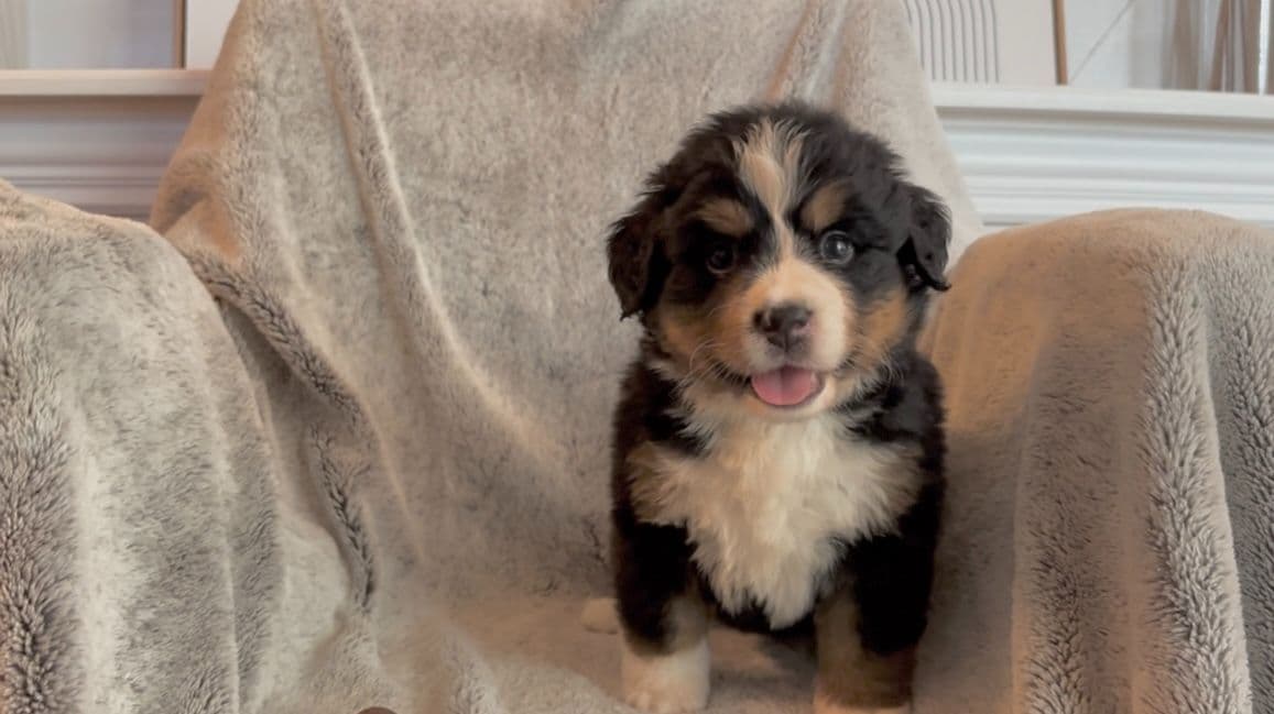 Bernese Mountain Dog Puppies breeder image 25