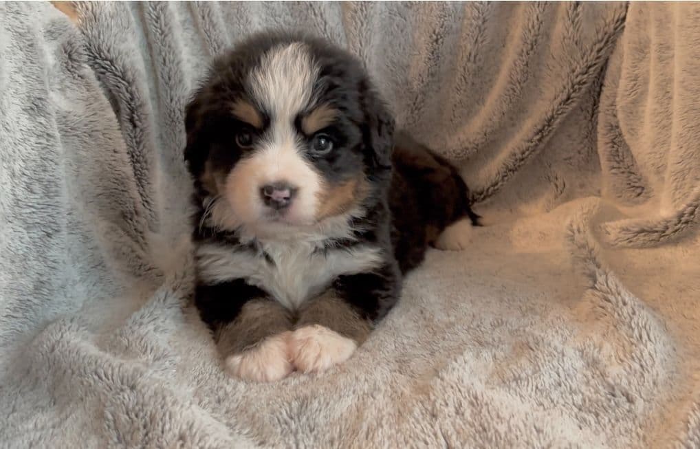 Bernese Mountain Dog Puppies breeder image 26