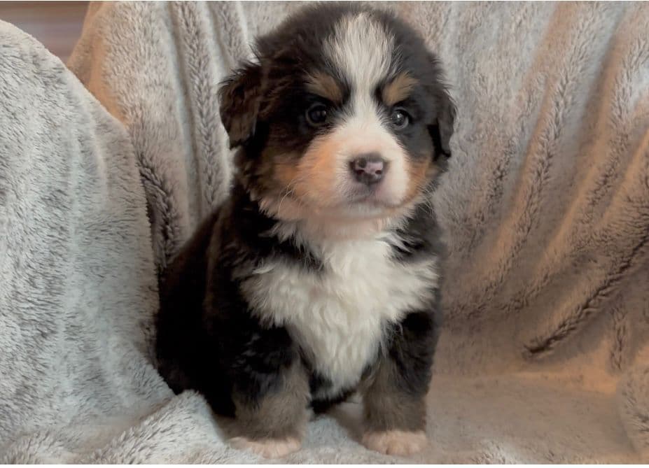 Bernese Mountain Dog Puppies breeder image 28