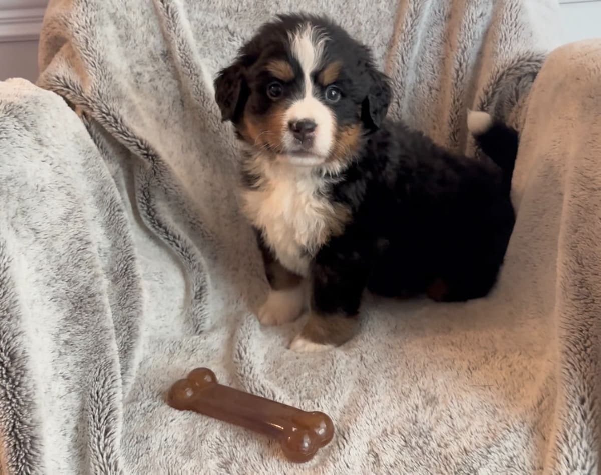 Bernese Mountain Dog Puppies breeder image 29
