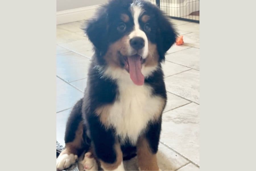 Bernese Mountain Dog Puppies breeder image 4