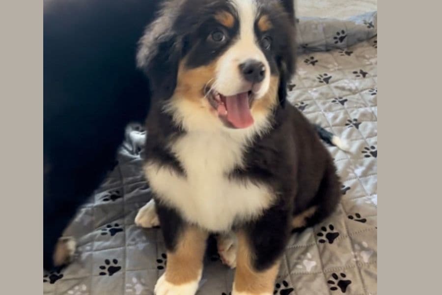 Bernese Mountain Dog Puppies breeder image 1