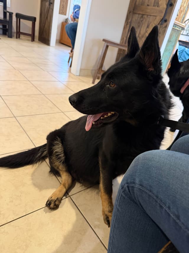 AKC German Shepherd Puppies media 2