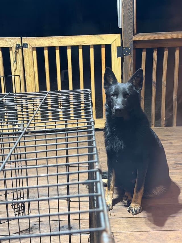 AKC German Shepherd Puppies media 3