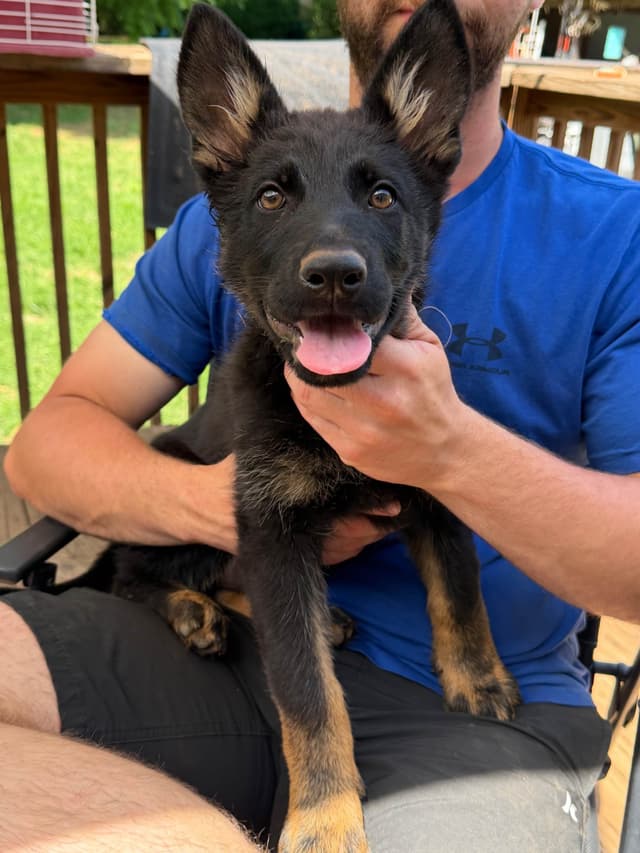 AKC German Shepherd Puppies media 4