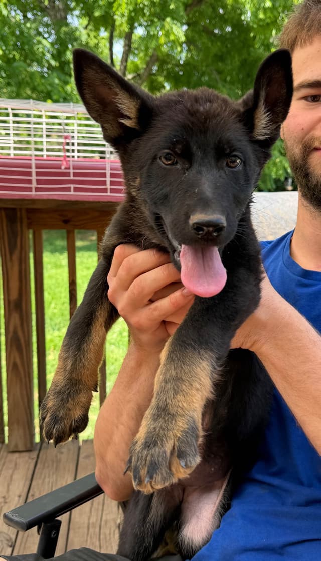 AKC German Shepherd Puppies media 5