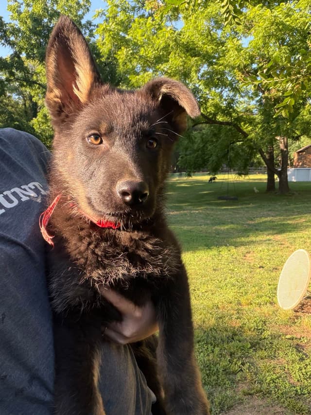 AKC German Shepherd Puppies media 6