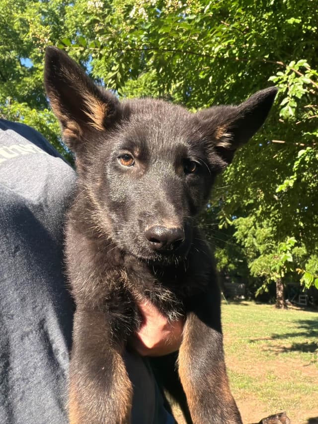AKC German Shepherd Puppies media 7