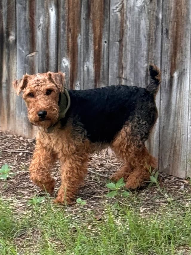 Welsh Terrier Puppies media 2