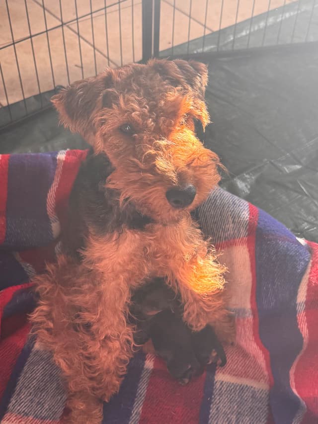 Welsh Terrier Puppies media 3