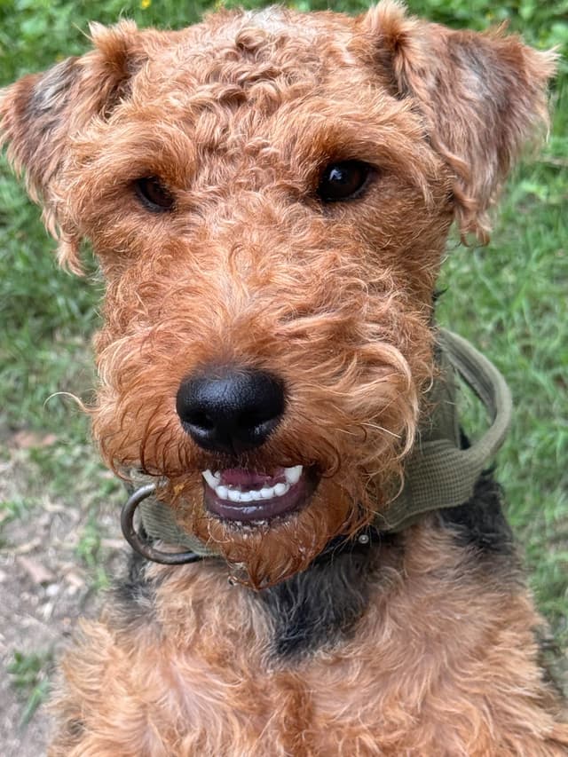 Welsh Terrier Puppies media 5