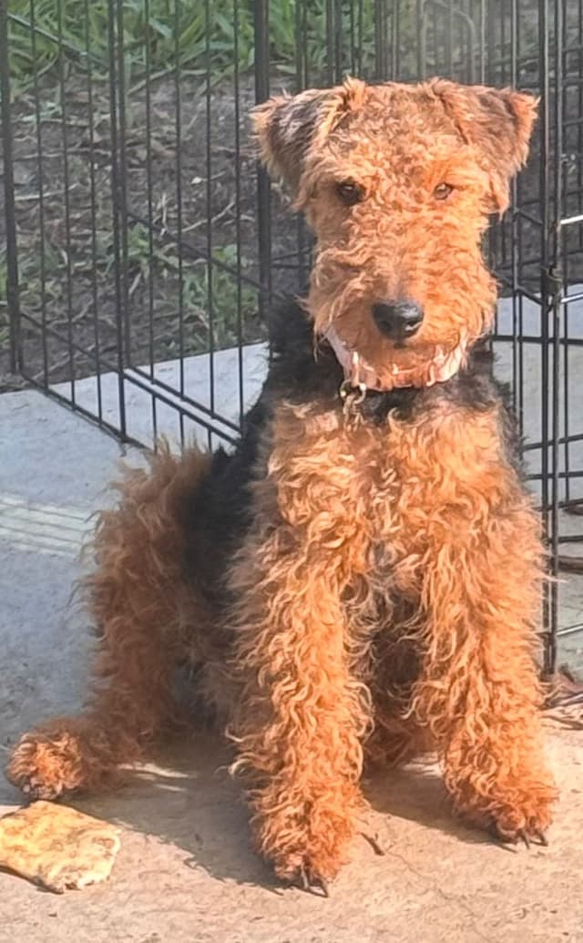 Welsh Terrier Puppies media 4