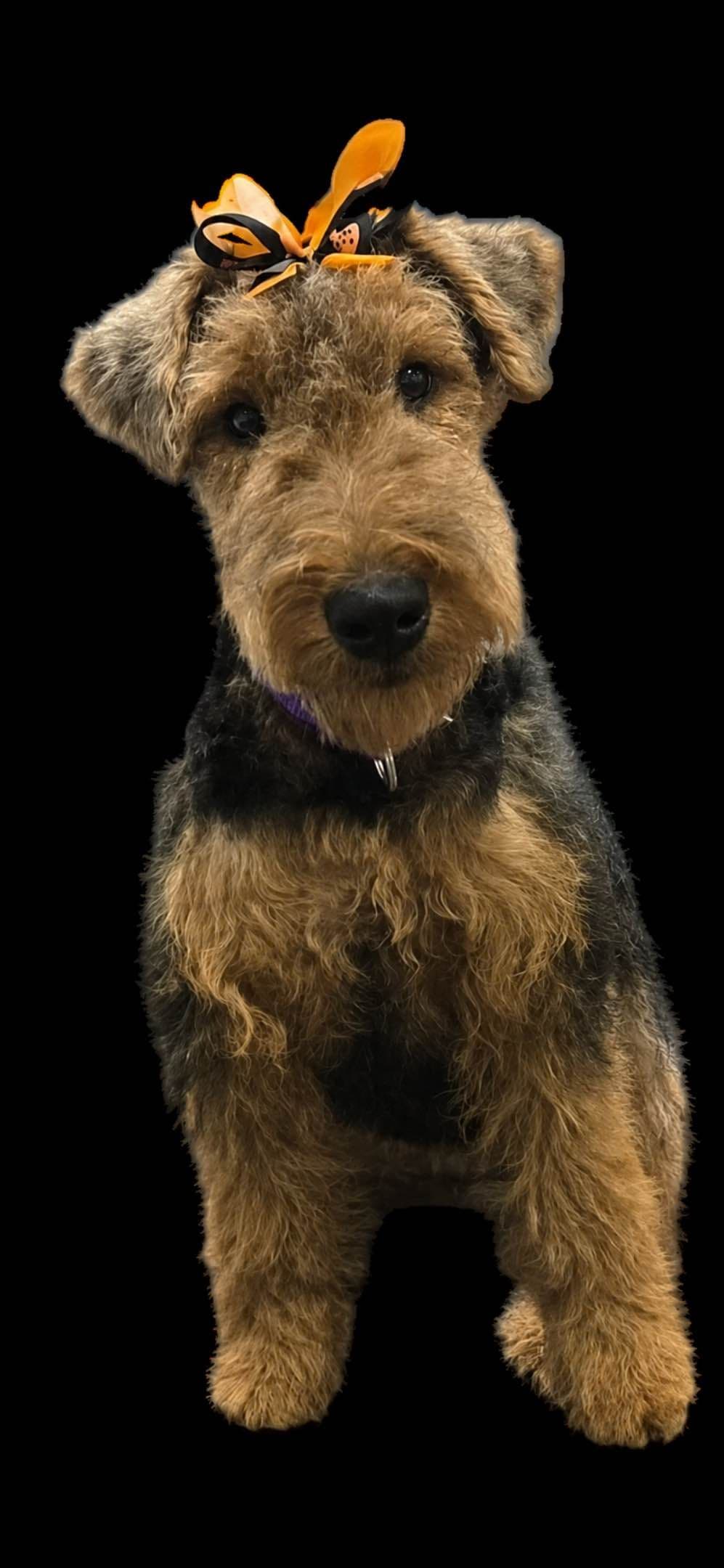 Welsh Terrier Puppies breeder image 1