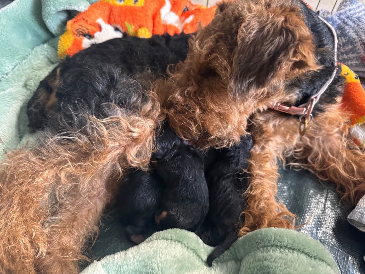Welsh Terrier Puppies breeder image 2