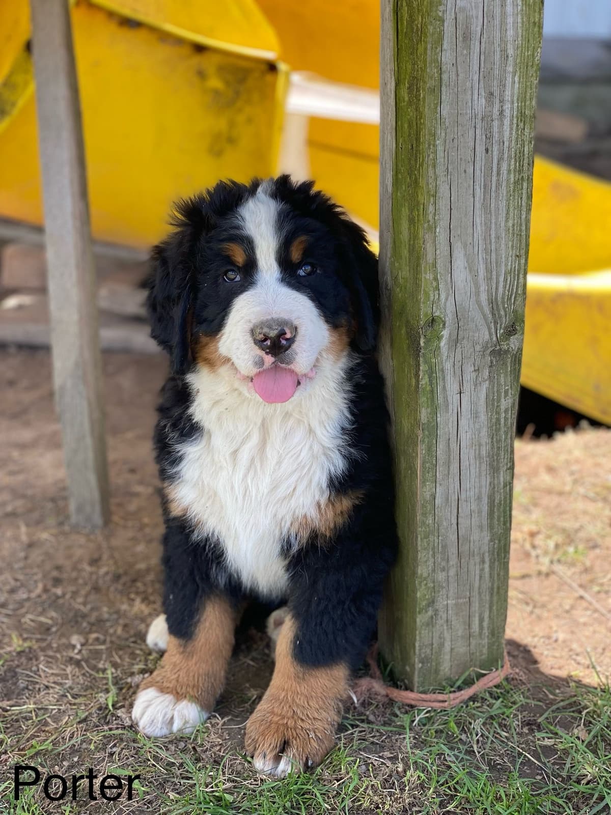 Bernese Mountain Dog Puppies breeder image 1