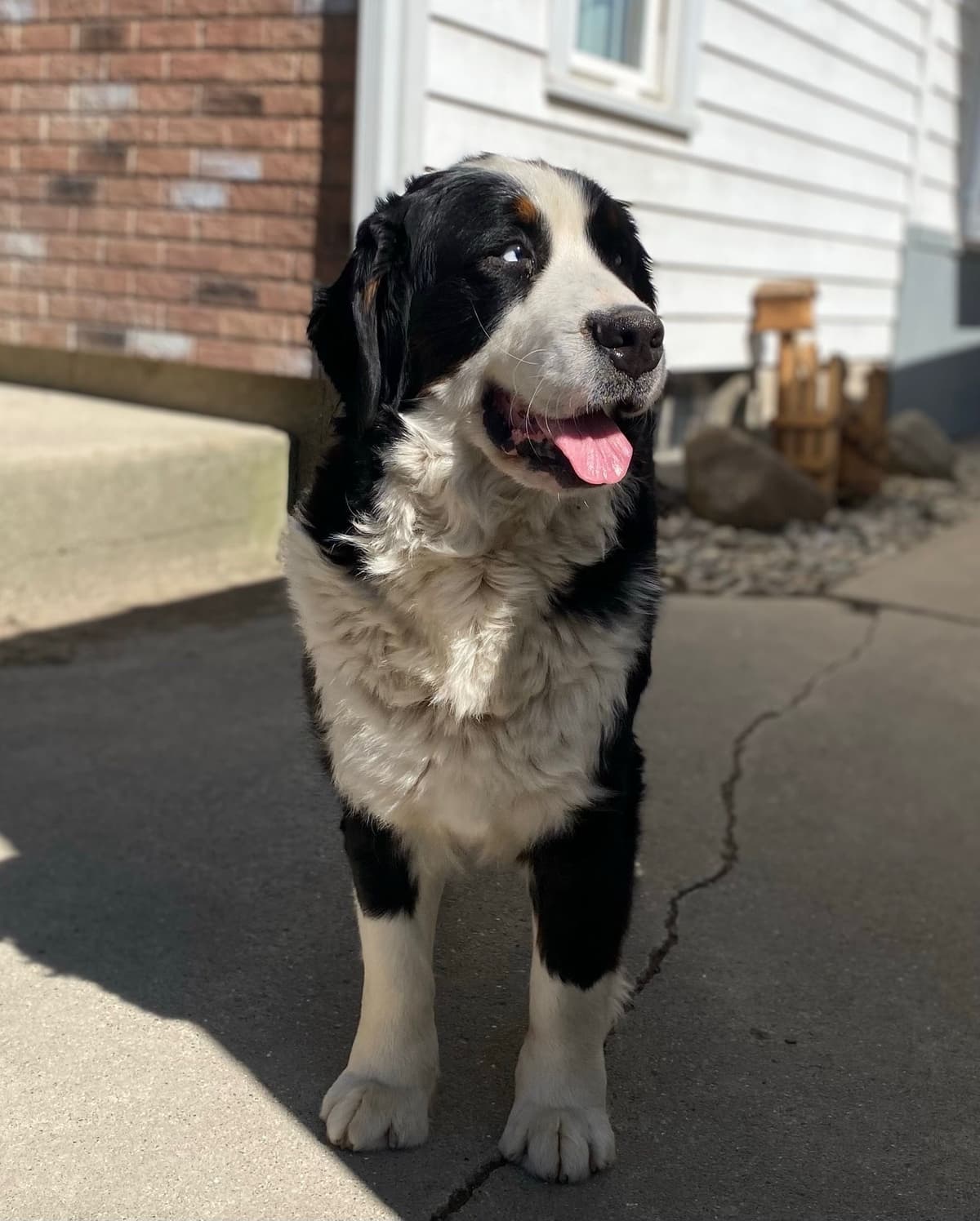 Bernese Mountain Dog Puppies breeder image 2