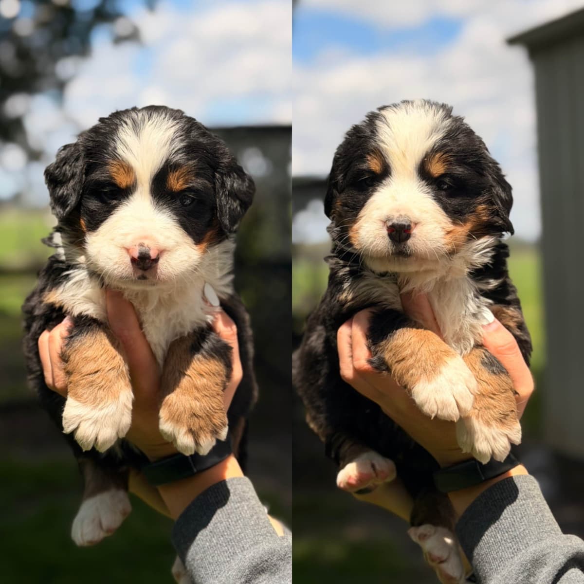 Bernese Mountain Dog Puppies breeder image 4