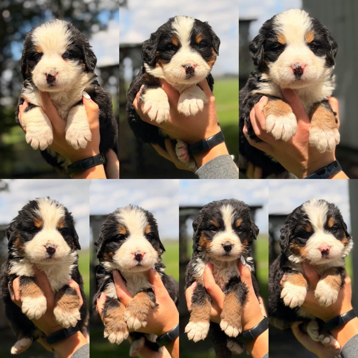 Bernese Mountain Dog Puppies breeder image 5