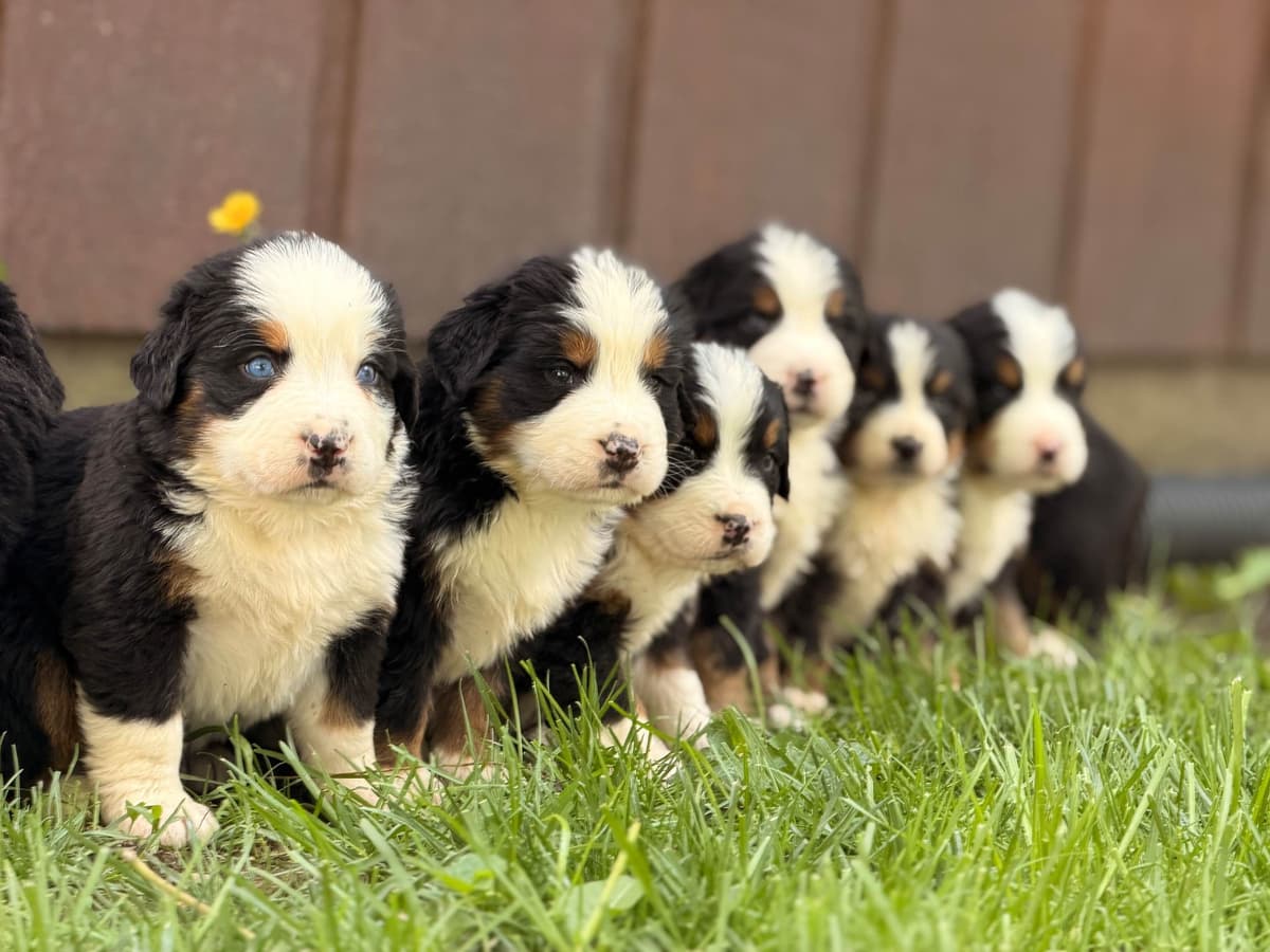Bernese Mountain Dog Puppies breeder image 7