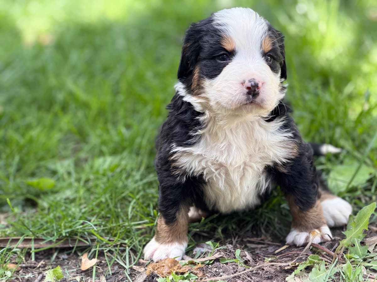 Bernese Mountain Dog Puppies breeder image 6
