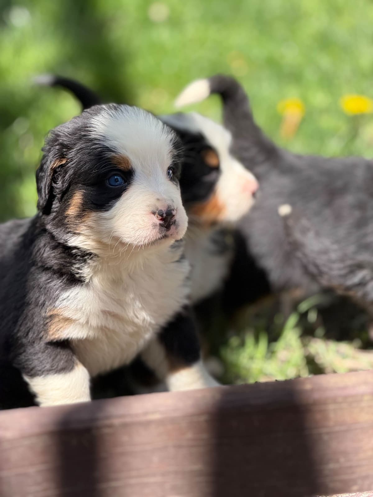 Bernese Mountain Dog Puppies breeder image 8
